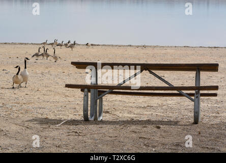 Les bernaches du Canada de la faim d'humour et d'attente vide près d'une table de pique-nique sur la plage du lac shore Banque D'Images