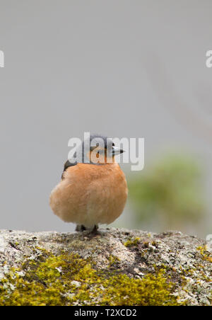 Chaffinch, Fringilla coelebs, seul mâle adulte perché sur moss couverts rock. Aviemore, Scotland, UK. Banque D'Images