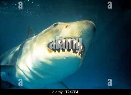 GREAT WHITE SHARK, JAWS, 1975 Banque D'Images