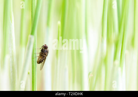 Petite mouche sur de hautes herbes, Drosophila Repleta Banque D'Images