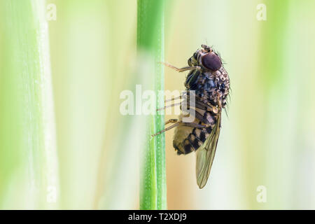 Petite mouche sur de hautes herbes, Drosophila Repleta Banque D'Images