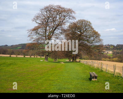 Deux vieux arbres dans un champ vert avec un banc en bois et une vue sur le parc à Yorkshire Sculpture Park, West Yorkshire, Angleterre Banque D'Images