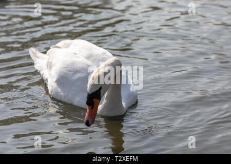Mute Swan (Cygnus olor), Royaume-Uni, - seul swan dans un lac à la nage dans l'eau Banque D'Images