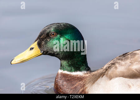 Portrait d'un côté seul mâle canard colvert (Anas platyrhynchos) Nager dans un lac, England, UK Banque D'Images