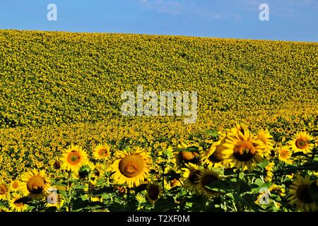 Collines couvertes de tournesols dans les régions rurales de la Hongrie Banque D'Images