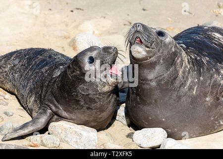 Récemment deux né de l'éléphant (Mirounga angustirostris), l'écorce et jouer dans le sable près de Chimney Rock à Point Reyes National Seashore. Banque D'Images