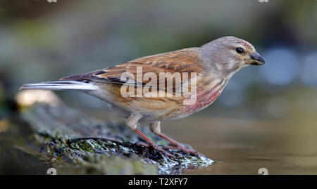 Common Linnet mâle debout près de l'eau d'un étang au printemps Banque D'Images