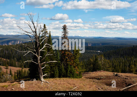 Vue de Dunraven pass dans le Parc National de Yellowstone Banque D'Images