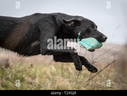 Gundogs de travail Banque D'Images