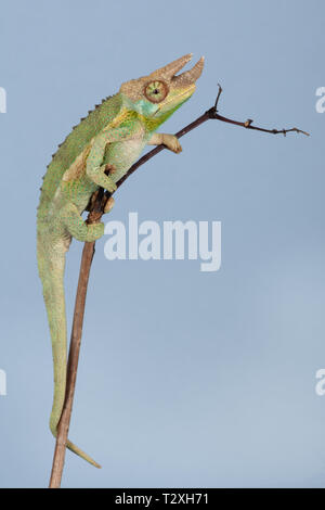 Jackson's Chameleon (Chamaeleo jacksonii, xantholophus) Banque D'Images