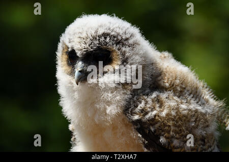 Close up portrait of a baby Brown Owl Strix leptogrammica (bois) Banque D'Images