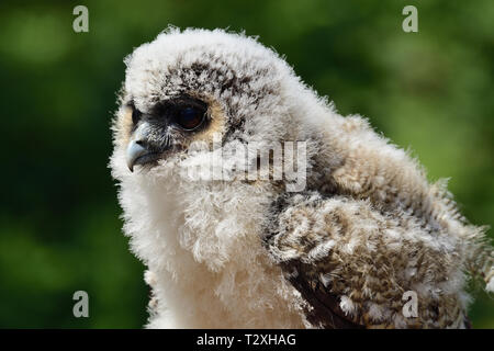 Close up portrait of a baby Brown Owl Strix leptogrammica (bois) Banque D'Images