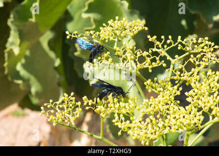 Chasse à l'araignée noir géant Wasp, Cyphononyx atropos, nectar de raisins namibiens de nourriture sur l'arbre fleurs, Cyphostemma juttae, Western Cape, Afrique du Sud Banque D'Images