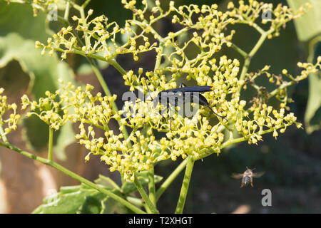 Chasse à l'araignée noir géant Wasp, Cyphononyx atropos, nectar de raisins namibiens de nourriture sur l'arbre fleurs, Cyphostemma juttae, Western Cape, Afrique du Sud Banque D'Images