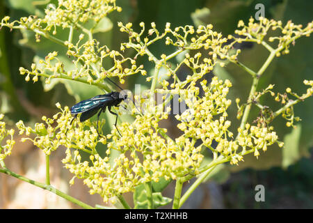 Chasse à l'araignée noir géant Wasp, Cyphononyx atropos, nectar de nourriture sur jaune fleurs Raisin namibienne, Cyphostemma juttae Banque D'Images