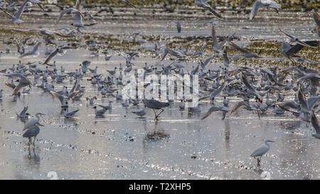 Champ de riz à l'Albufera de Valence plein d'oiseaux (héron cendré dans l'mildle) sur une journée de travail du sol au coucher du soleil, Valencia, Espagne. Banque D'Images