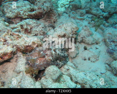 Walkman de l'océan Indien, poisson ou stinger démon diable stinger (Inimicus didactylus) à l'atol de Mnemba, Zanzibar Banque D'Images