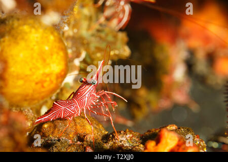 Gros plan du Hingebeak à rayures rouges et blanches, crevettes Rhynchocinetes durbanensis, marcher sur les récifs coralliens Banque D'Images