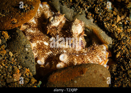 Gros plan du chef et une partie d'une jambe d'un marron et blanc, imiter le poulpe, wunderpus photogenicus, creusées dans le sable et les roches Banque D'Images