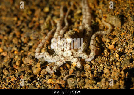 Gros plan du marron et blanc, imiter le poulpe, wunderpus photogenicus, orné, portant sur l'océan Banque D'Images