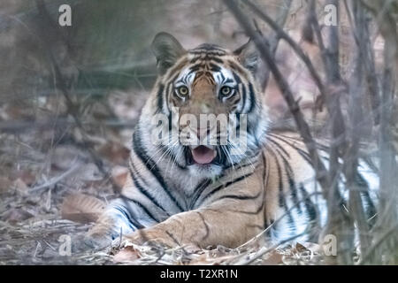 Tigre du Bengale (Panthera tigris tigris) dans l'Inde Bandhavgarh National Park Banque D'Images