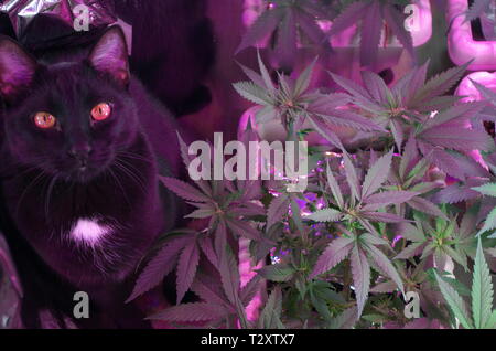 Un chat noir est assis à côté de plants de marijuana (cannabis sativa indica souche hybride) d'une piscine accueil croître au cours de la croissance végétative. Banque D'Images