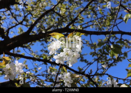 Arbre en fleurs mirabelle Banque D'Images