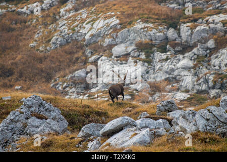 Bouquetin des Alpes puissant dans les montagnes de Bohinj Banque D'Images