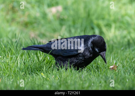 Corneille noire (Corvus corone) Banque D'Images