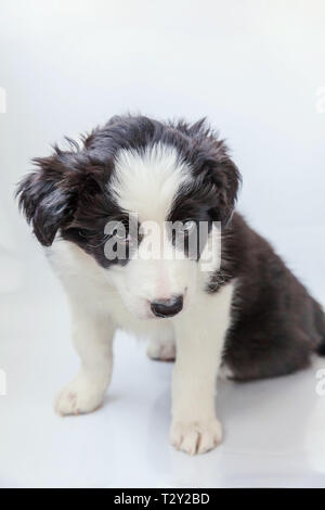 Funny studio portrait of cute souriant chiot border collie isolé sur fond blanc. Nouveau membre de la famille adorable petit chien le regard et l'attente Banque D'Images