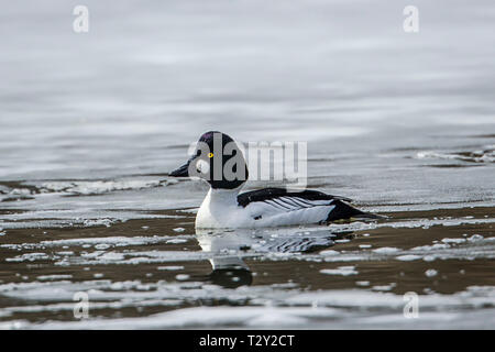 Un canard garrot nage dans Fernan Lake avec de la glace au début du printemps. Banque D'Images