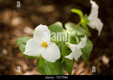 Trille blanc (Trillium grandiflorum) qui fleurit au printemps à Boston, Massachusetts, États-Unis. Banque D'Images