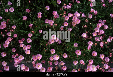 L'onagre (Oenothera speciosa 'Rosea') Banque D'Images