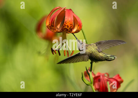 Un colibri gorgées de nectar de fleur de lys, d'une pendaison en utilisant ses ailes pour garder l'équilibre qu'elle abilement, situé sur le pédoncule. Banque D'Images