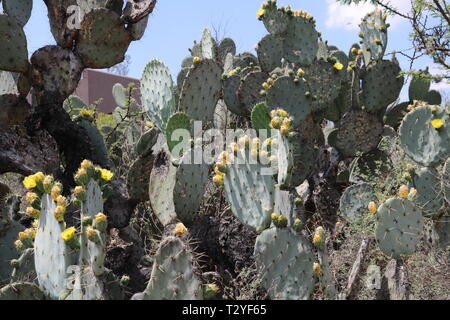 Paysage de cactus Banque D'Images