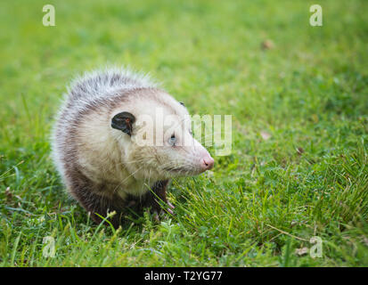 L'Opossum possum, mâle, en quête de nourriture dans l'herbe Banque D'Images