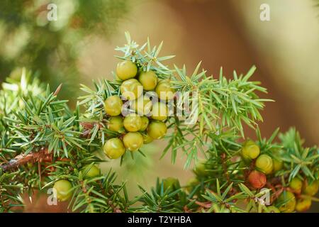 Le genévrier commun (Juniperus communis) avec baies vertes, Cres, Croatie Banque D'Images