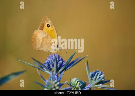 Grand heath (Coenonympha tullia) Le chardon bleu blossom, Cres, Croatie Banque D'Images