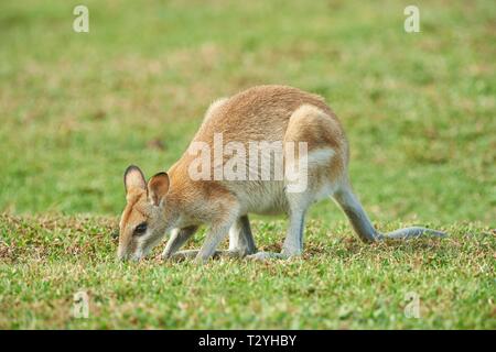 Wallaby Agile (Macropus agilis) pâturage sur un pré, Queensland, Australie Banque D'Images