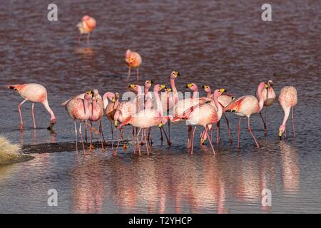 Les flamands des Andes (Phoenicoparrus andinus) dans la Laguna Colorada, Reserva Nacional de Fauna Andina Eduardo Avaroa, Altiplano, Provincia de Jujuy Banque D'Images