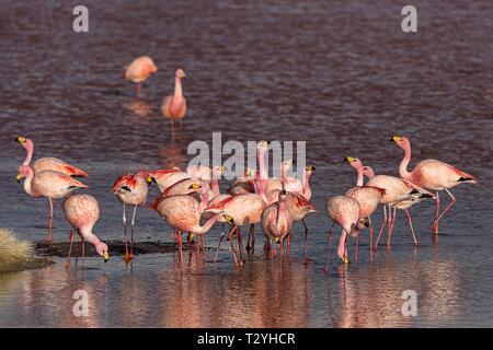 Les flamands des Andes (Phoenicoparrus andinus) dans la Laguna Colorada, Reserva Nacional de Fauna Andina Eduardo Avaroa, Altiplano, Provincia de Jujuy Banque D'Images