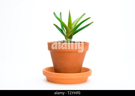 L'aloès (Aloe vera), découpe d'Allemagne Banque D'Images