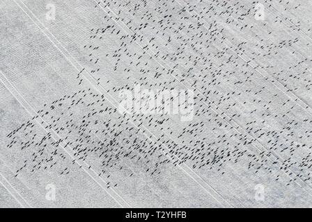 Les oiseaux migrateurs, des oiseaux volant au-dessus de champ couvert de neige, Schleswig Holstein Allemagne Banque D'Images