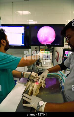 Traitement médical, d'une endoscopie, Falcon falcon anesthésiés, hôpital, Souq Waqif, Doha, Qatar Banque D'Images