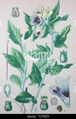 Jusquiame noire (Hyoscyamus niger), illustration historique de 1885, Allemagne Banque D'Images