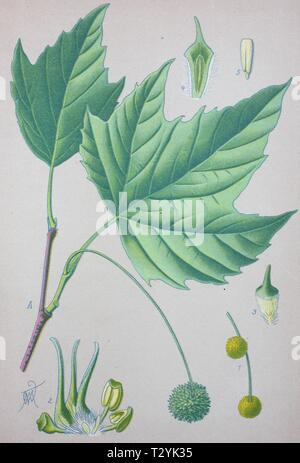 American sycamore (Platanus occidentalis), illustration historique de 1885, Allemagne Banque D'Images