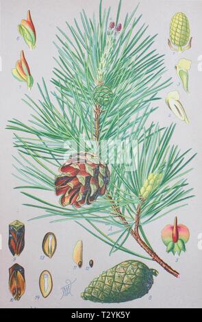 Le pin sylvestre (Pinus sylvestris), illustration historique de 1885, Allemagne Banque D'Images