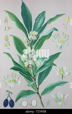 Le laurier (Laurus nobilis), illustration historique de 1885, Allemagne Banque D'Images