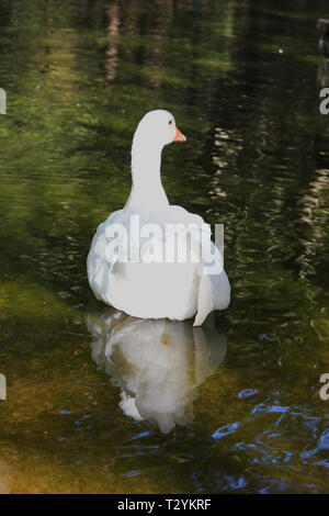 Les canards et les oies au Parc d''Agios Nikolaos Naoussa, Grèce Banque D'Images