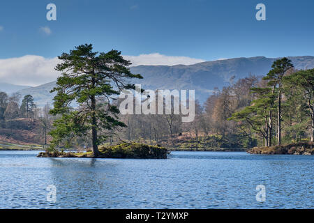 Arbre isolé sur une île en Tarn Hows, près de Hawkshead, Lake District, Cumbria Banque D'Images